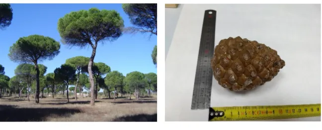 Figure 1. Stone pine tree under management for cone production (A) and size of a stone pinecone (B)