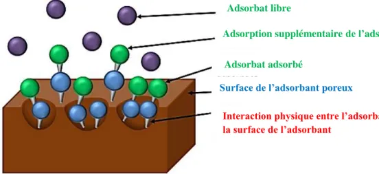 Figure II.11 Illustration du profil d'adsorption dans l'adsorbant poreux. 
