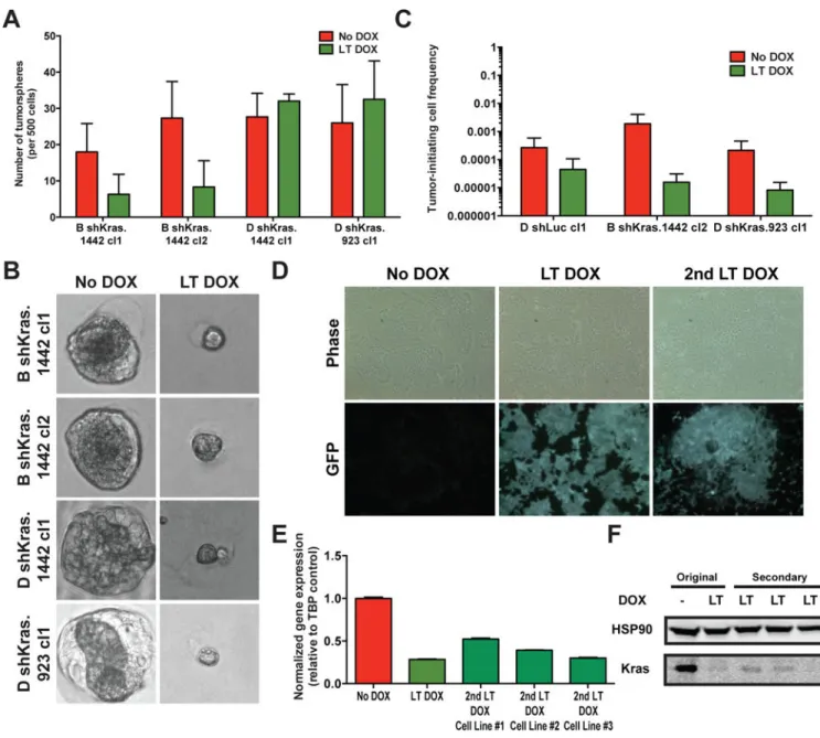 Figure 3. Characterization of tumor-initiating properties of Kras-inhibited PDAC cells A