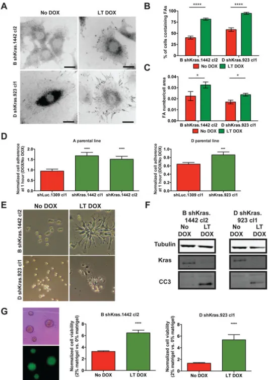 Figure 6. Kras-inhibited cells exhibit enhanced adherence properties and dependence