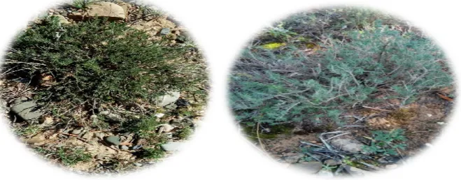 Figure 02:Photo de la plante (