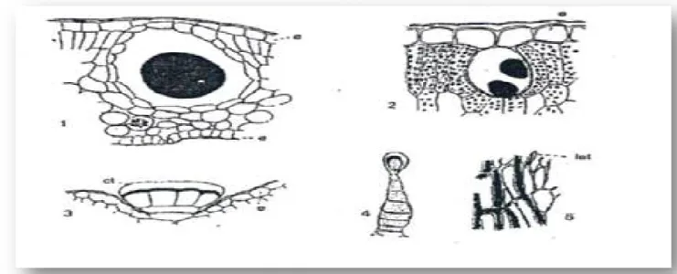 Figure 04 : Structures II.3.Caractéristiques physiques