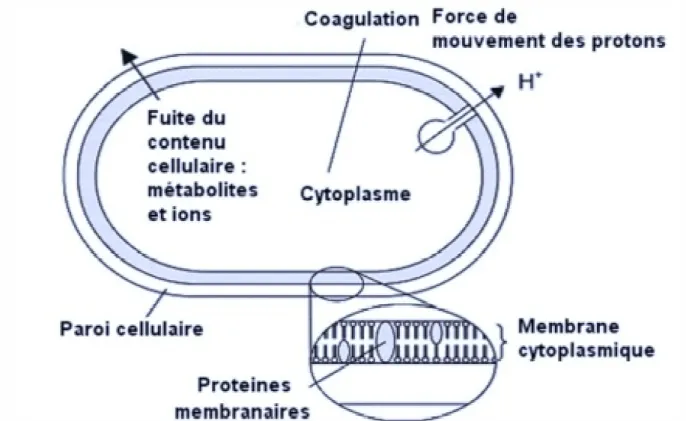 Figure 11: Les sites d’action des constituants des huiles 