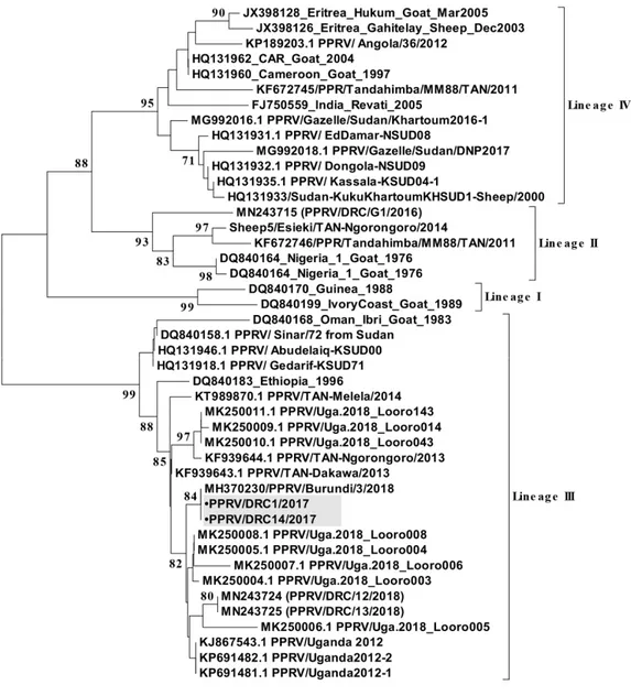Figure 5. A neighbor-joining tree constructed using partial N-gene (255 nucleotides) sequences of  peste des petits ruminants virus (PPRV), shows the relationships among the PPRV isolates