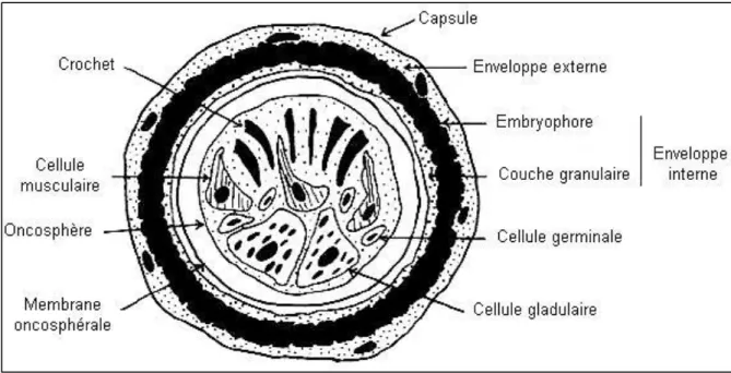 Figure 4: Schéma d’un œuf d’E.granulosus (Eckert etal., 2001). 