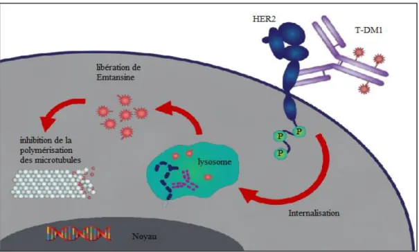 Figure  10 :  le  mécanisme  d’action  de  trastuzumab  (herceptin®)  (Verma  et  al.,  ESMO  2012)