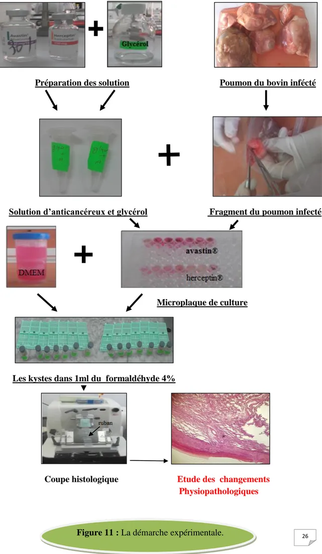 Figure 11 : La démarche expérimentale. 