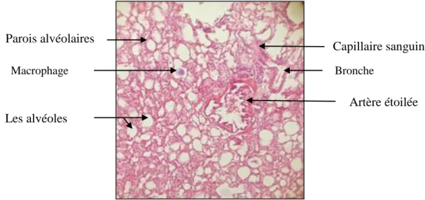 Figure 25 : coupe histologique d’un poumon sain observée au microscope optique  (GX4)