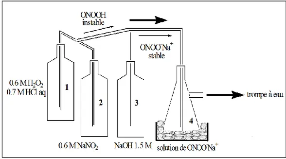 Figure 06: Protocole de synthèse du peroxynitrite par la méthode du« quench flow ». 