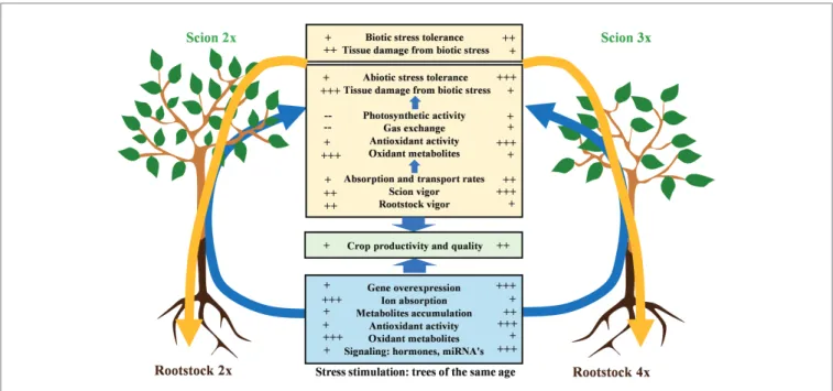 FIGURE 3 |  Physiological and molecular implications for stress tolerance when associating a 2x or 3x scion with a 2x or 4x rootstock