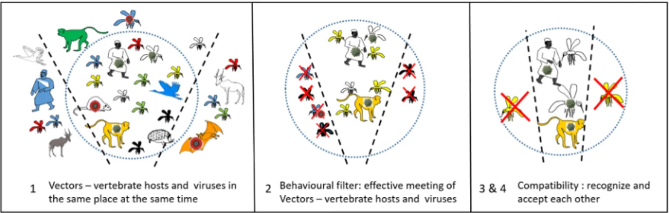 Figure 2. Encounter and compatibility filters, the example of yellow fever, from [95], and [25].