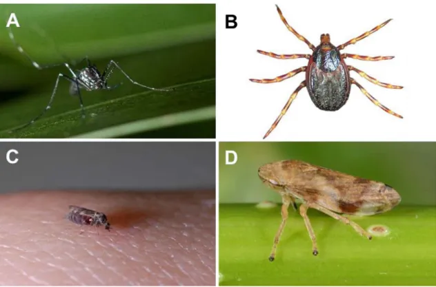 Figure 1. Arthropod vectors of human, animal and plant diseases. A. Aedes (Stegomyia) albopictus, female ©Nil Rahola, IRD