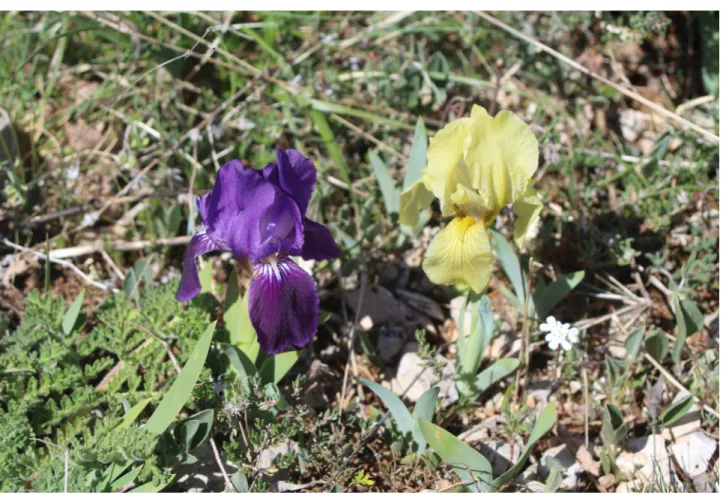 Figure 1 Purple- and yellow-flowered individuals of Iris lutescens. Picture was taken by B.