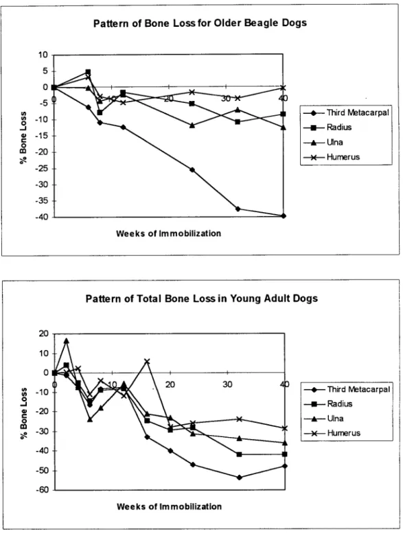 Figure  2.18:  Graph Relating  Bone  Loss  Pattern  to Immobilization  Duration Expressed  as Percentage  of Control