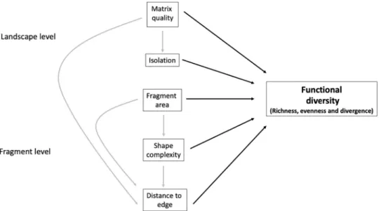 Fig 1. Conceptual model illustrating the directional relationships between fragmentation processes occurring at the landscape and fragment level affecting functional diversity