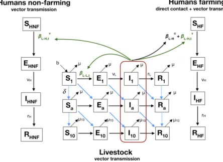 Fig. 2. Model diagram. The livestock population is stratified in 10 yearly age groups