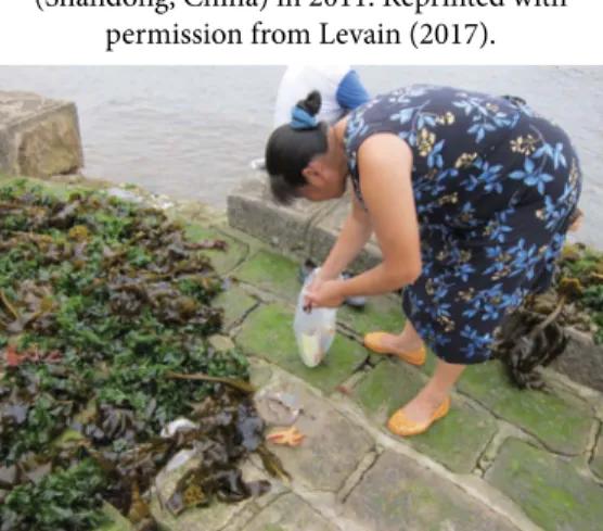 Figure 5: Women harvesting and selling algae on  the urban shoreline of Qingdao  (Shandong, China) in 2011