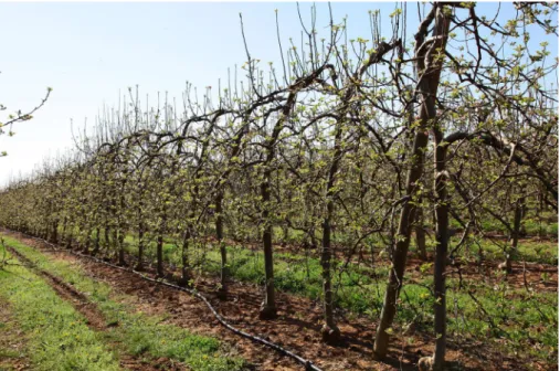 FIGURE 3.  Typical apple tree in conventional orchard in Southeast France. Image credit: P