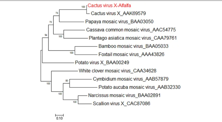 FIGURE 11 | Phylogenetic analyses based on the amino acid alignments of the predicted RdRp sequence of CVX-A and other members of the Potexviridae family.