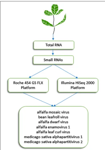 FIGURE 1 | Schematic diagram of the HTS approaches used in Argentina for the identification of seven viruses in alfalfa (Bejerman et al., 2011, 2015, 2016, 2019; Trucco et al., 2014, 2016).