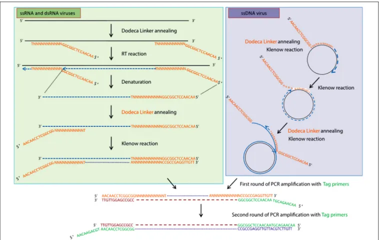 FIGURE 2 | Schematic outline of the VANA-based metagenomics method (François et al., 2018)