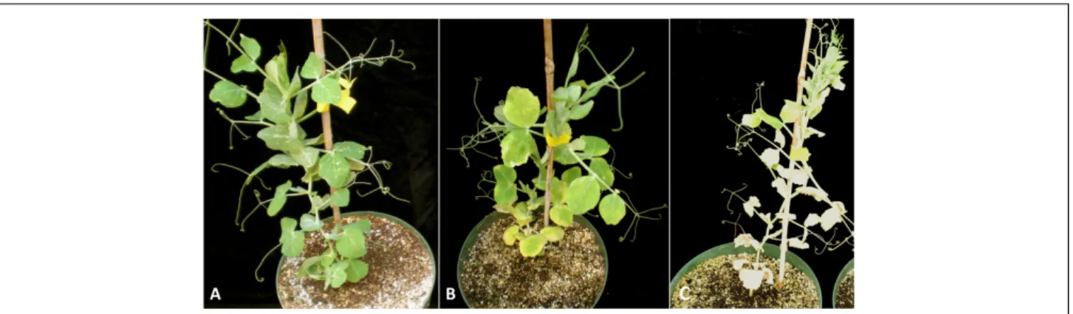 FIGURE 5 | Symptoms of alfalfa latent virus on pea plants (Pisum sativum) (Nemchinov, 2017)