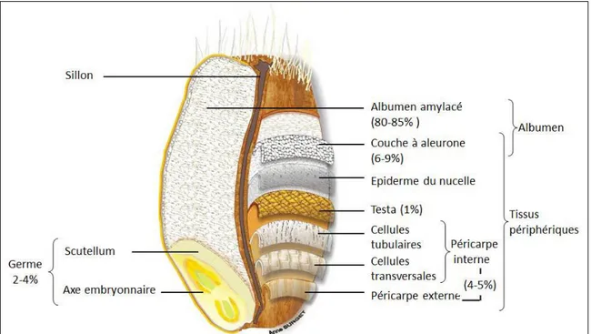 Figure 01: Anatomie schématique du grain de blé et les proportions relatives des principaux  tissus du grain (Barron et al., 2012)