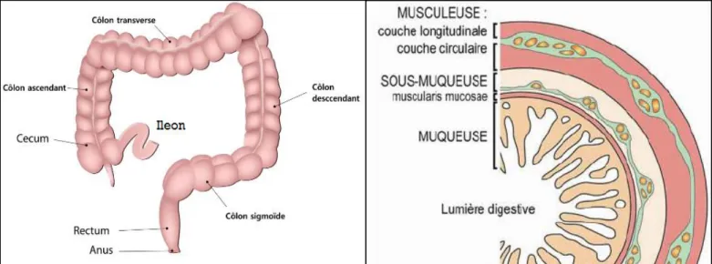 Figure  01 :  Schéma  représentant  l’anatomie  du  colon  et  la  coupe  histologique  de  la  paroi  colique  (Derkinderen, 2010 ; Giorgerra, 2019)