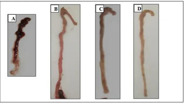 Figure  08:  Morphologie  des  colons  après  induction  de  l’inflammation  et  traitement  avec  sulfasalazine pour  le lot  référence  et avec  l’extrait protéique  des  graines de  P