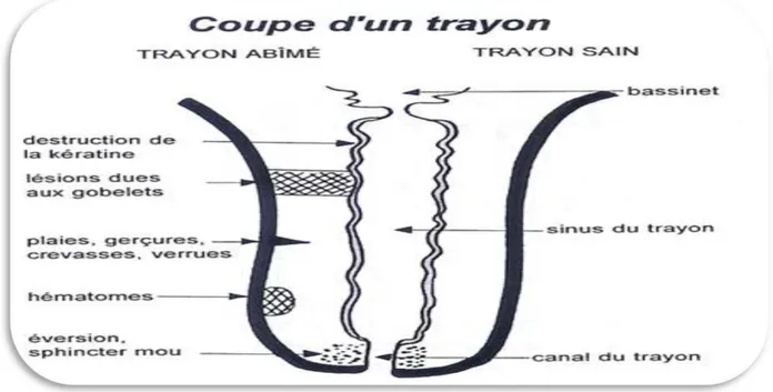 Figure 3 : Les voies de pénétration des bactéries (Thibert, 1996). 