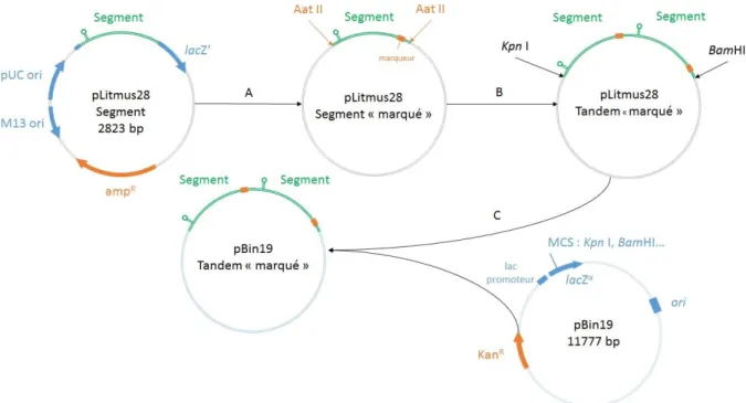 Figure  23  :  Etapes  de  la  construction  de  clones  des  segments  tandem  avec  marqueurs  génétiques 