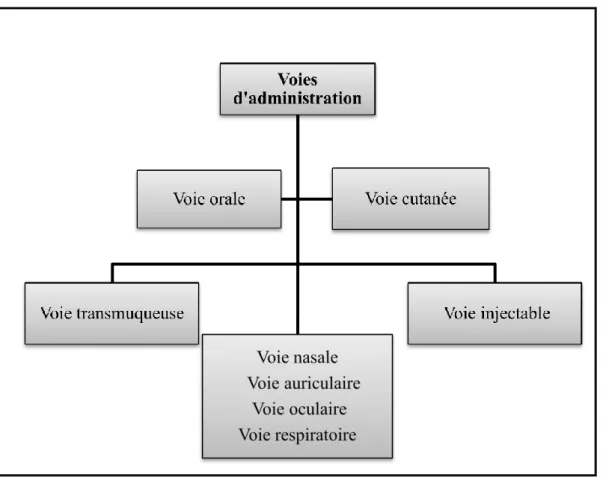 Figure I-2: Voies d'administration [7] 