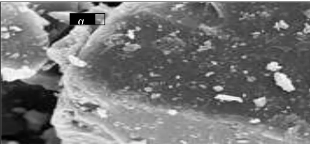 Figure I.7: photo prise au MEB de forme d’hémi hydrate β (5µm).