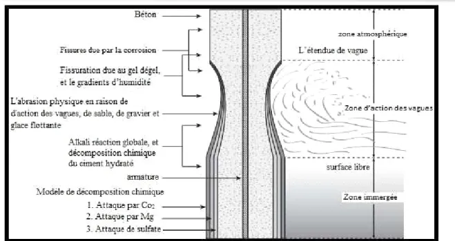 Figure I.26 : Représentation schématique d'un cylindre en béton armé exposés d'eau de      mer 