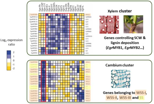 Fig 5 . Heat map of the transcript abundance patterns assessed using microfluidic qPCR of Eucalyptus  genes  in  19  different  tissues  from  Eucalyptus globulus,  from  Eucalyptus  Gundal  hybrids  (Eucalyptus gunnii × Eucalyptus dalrympleana) and from U