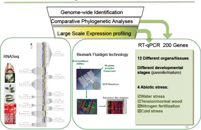 Fig 6. The schema showing the procedure to identify new regulators involved in wood formation 