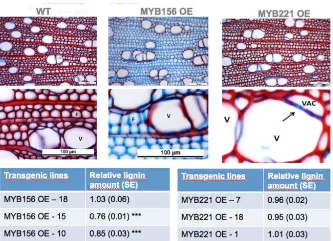 Fig 11. Wood anatomy and lignin content of most affected transgenic lines over expressing either  MYB156 or MYB221