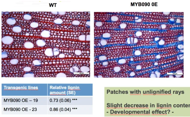 Fig 12. Wood anatomy and lignin content of MYB090 OE lines and wild type poplar (WT) 