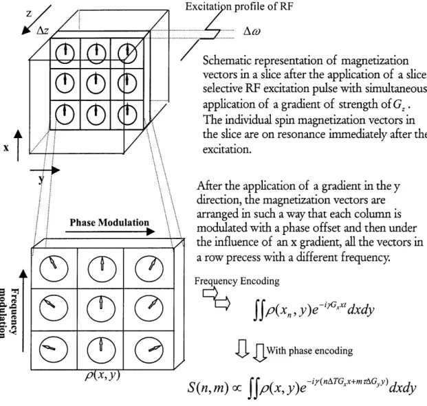 Figure  1.5  Illustration  of  the  effect  of  slice  selection  and  frequency/phase  encoding  to individual  magnetization  vectors  in  a  sample.