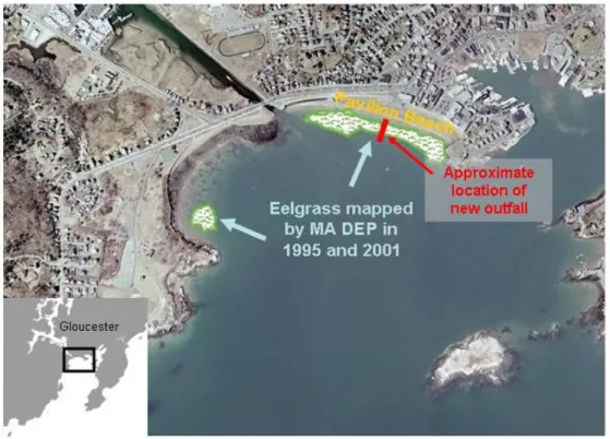 FIGURE 2.  Distribution of eelgrass, as mapped by MA DEP (1995 and 2001), and location of   Pavilion Beach in Gloucester Harbor