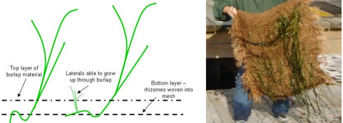 FIGURE 4.  Schematic of 30’ x 10’ eelgrass raft (C. Goudey personal  communication).  