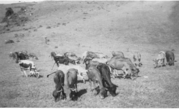 Figure 5. Le troupeau bovin de la ferme d’État de Ba Vì en 1960. 