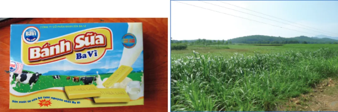 Figure 8. Emballage de gâteaux de lait. Figure 9. Paysage de la zone laitière du district de Ba Vì  (ph
