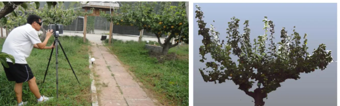 Fig. 1.  Scanning pear tree by using FARO Laser Scanner Focus3D(left:); the measured colored point cloud(right)