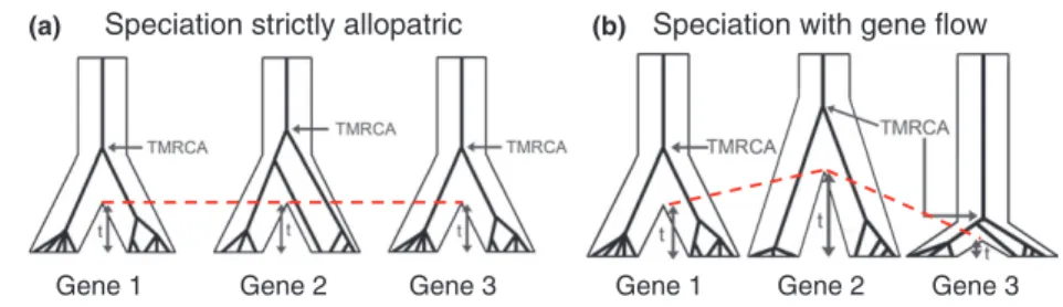 Figure 2 Predictions regarding genomic signatures of different speciation modes after Bachtrog et al