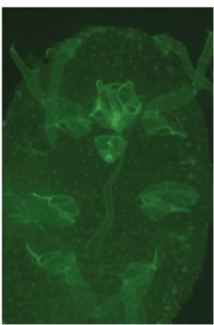 Figure 1. Tip of a P. aceris maxillary 