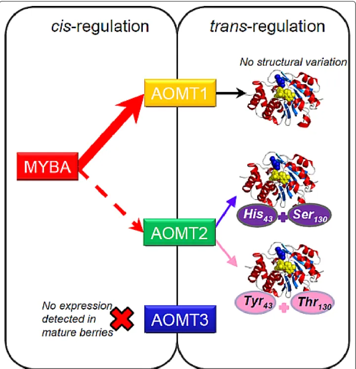 Figure 6 Synthetic scheme of the regulation of anthocyanin methylation in grape berry