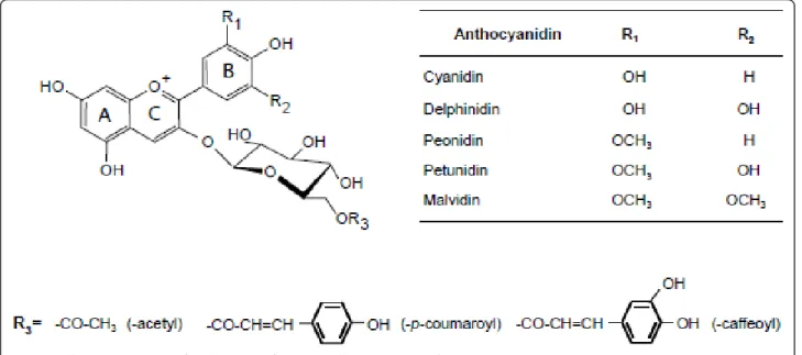 Figure 1 Chemical structure of anthocyanins from grape berries ( Vitis vinifera L.) .