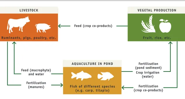 Figure 4. Simplified diagram of the interactions within integrated agriculture-aquaculture systems  in Southeast Asia