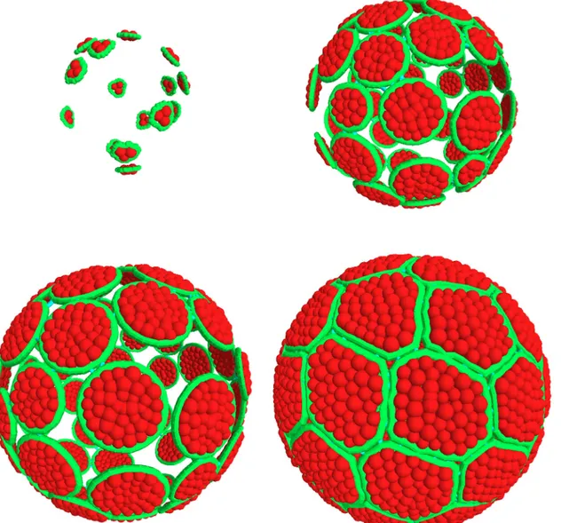 Fig 7. Simulation of the accretion scenario. Four successive steps of epithelial morphogenesis are represented with cell membrane contours in green and cytoplasmic grains in red; the process begins with 15 cells contacting the support, followed by cell gro